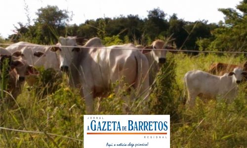 Furto de bois em fazenda na cidade de Colômbia