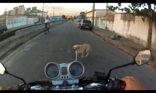 Motociclista sofre ferimentos após atropelar cachorro