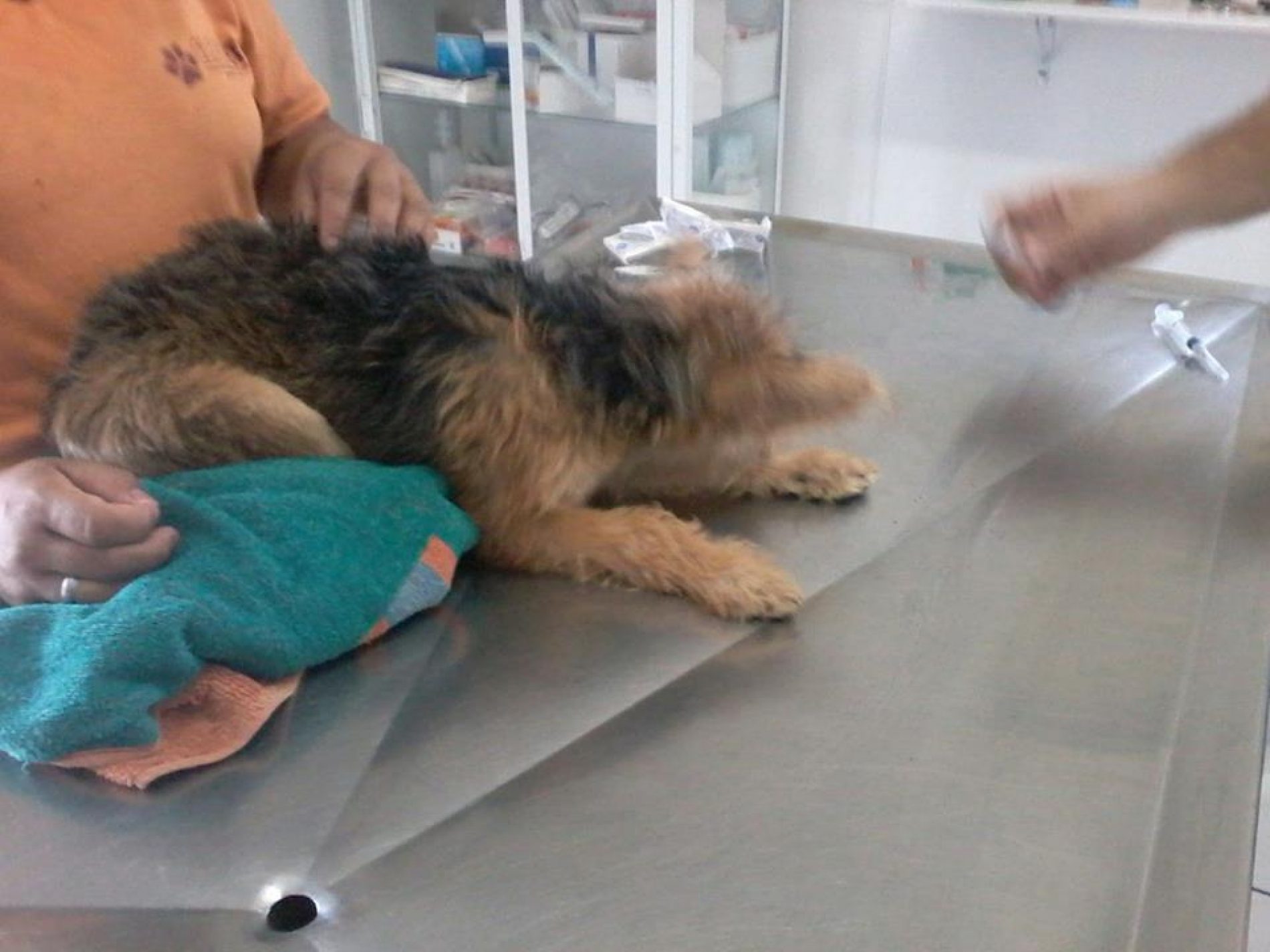 REGIÃO: Dois cães são vítimas de maus-tratos
