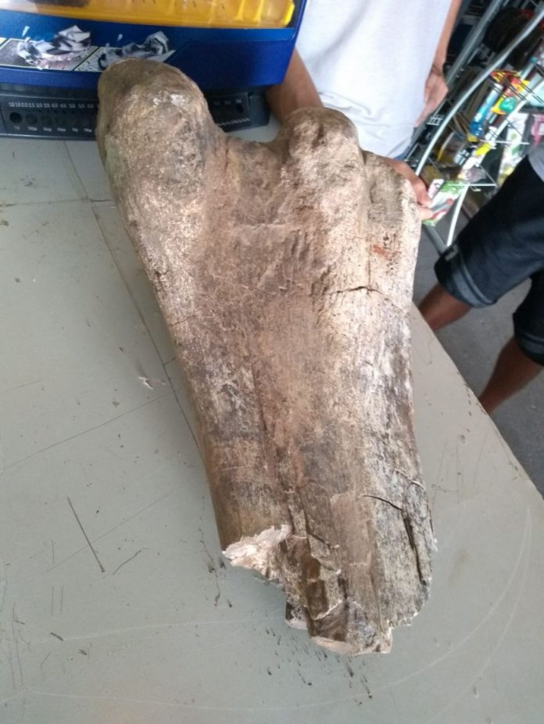 REGIÃO: Fóssil de dinossauro é encontrado em Jaci