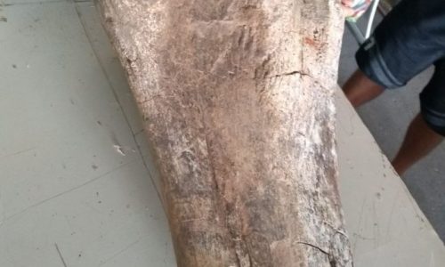 REGIÃO: Fóssil de dinossauro é encontrado em Jaci