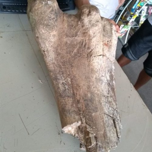 REGIÃO: Fóssil de dinossauro é encontrado em Jaci