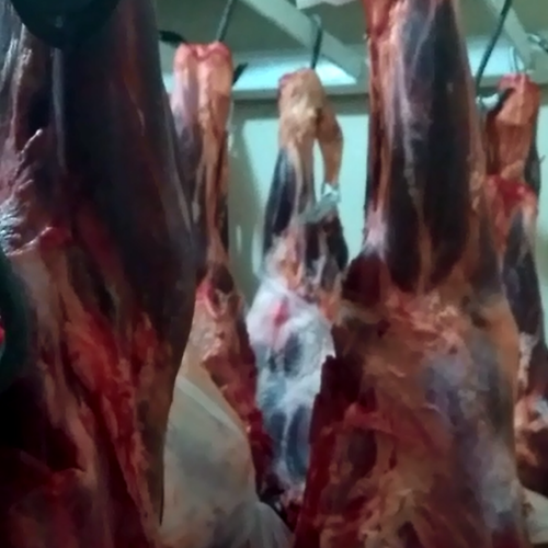 RIO PRETO: Polícia apreende toneladas de carne roubada de frigorífico