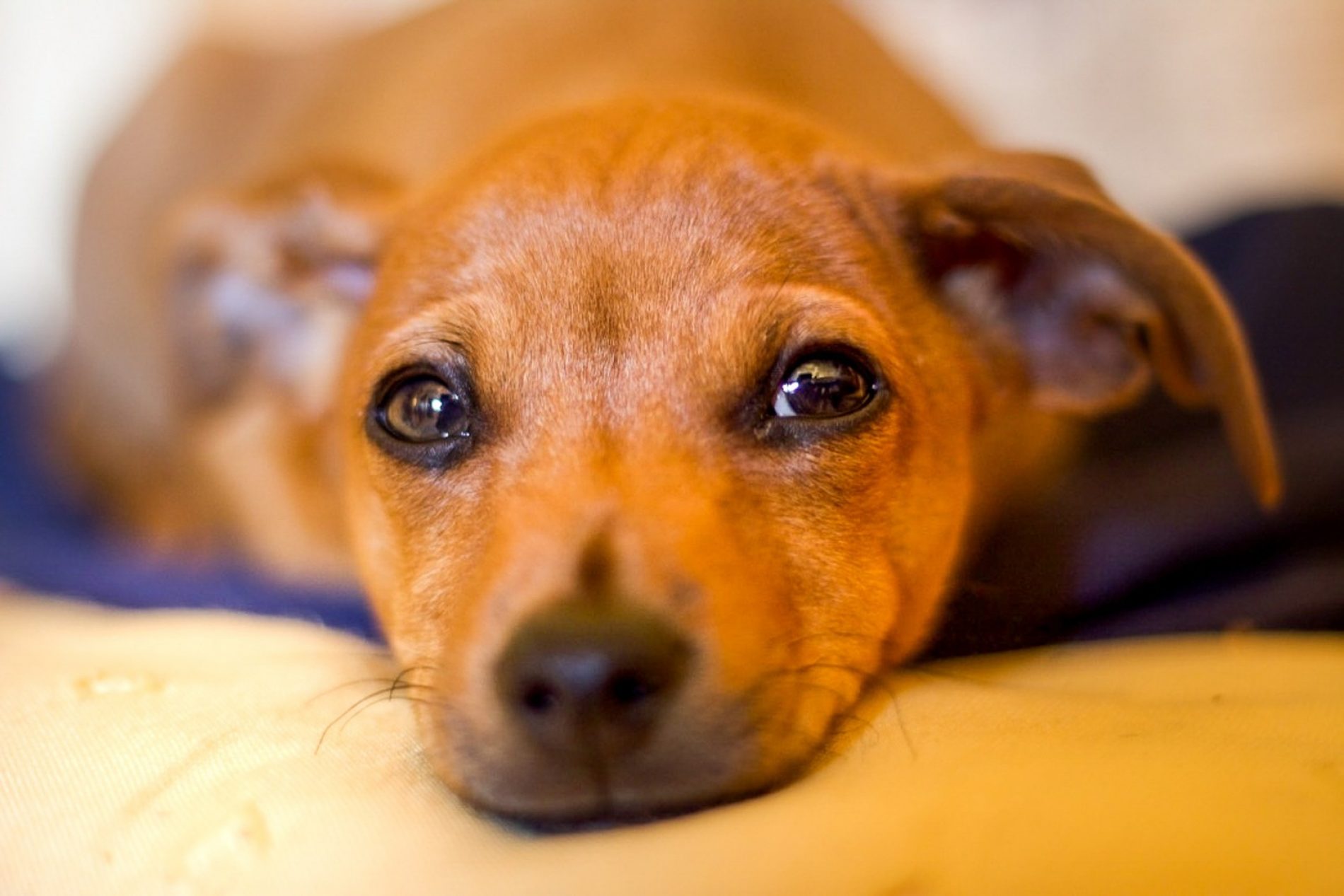NOVEMBRO AZUL: Câncer de próstata atinge 4% dos cães com mais de 7 anos