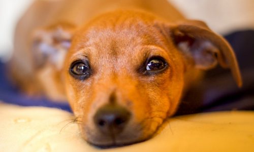 NOVEMBRO AZUL: Câncer de próstata atinge 4% dos cães com mais de 7 anos