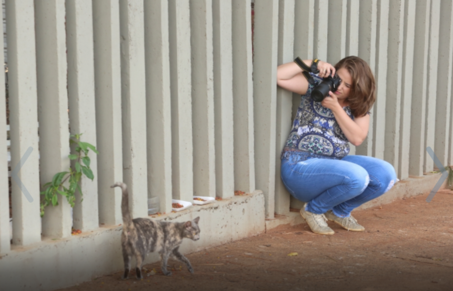 REGIÃO: Calendário reúne fotos de gatinhos abandonados