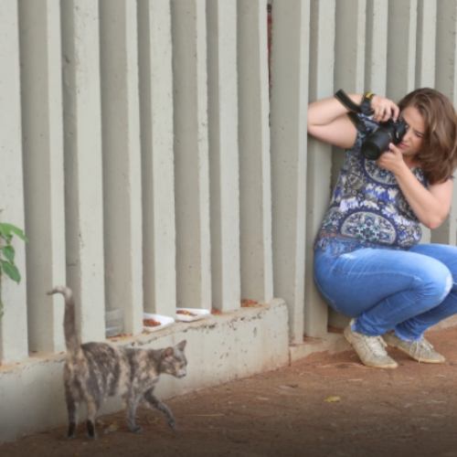 REGIÃO: Calendário reúne fotos de gatinhos abandonados