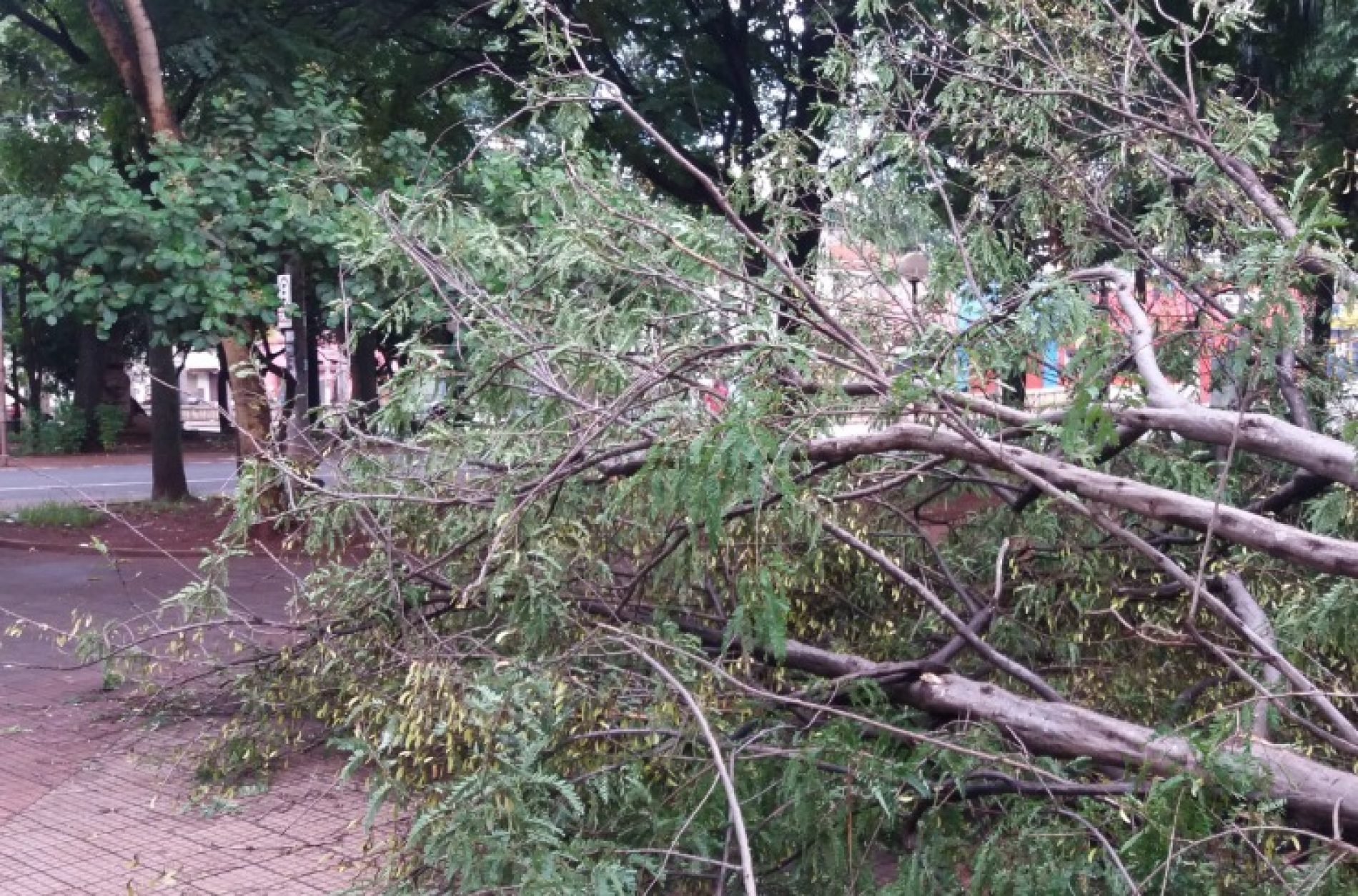 REGIÃO: Vento forte derruba cinco árvores na tarde do Dia de Natal