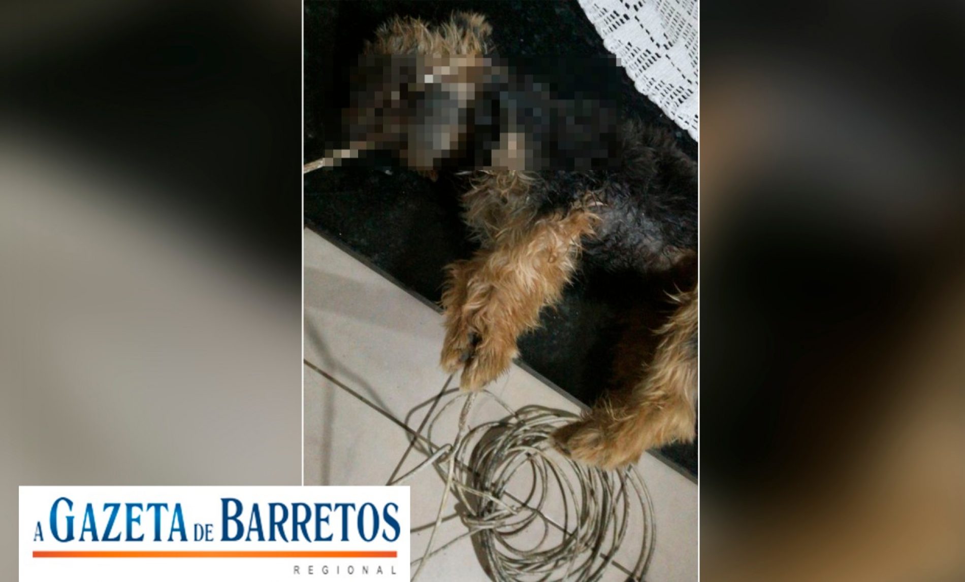 REGIÃO: Família encontra cachorro perfurado e enforcado por fio de antena