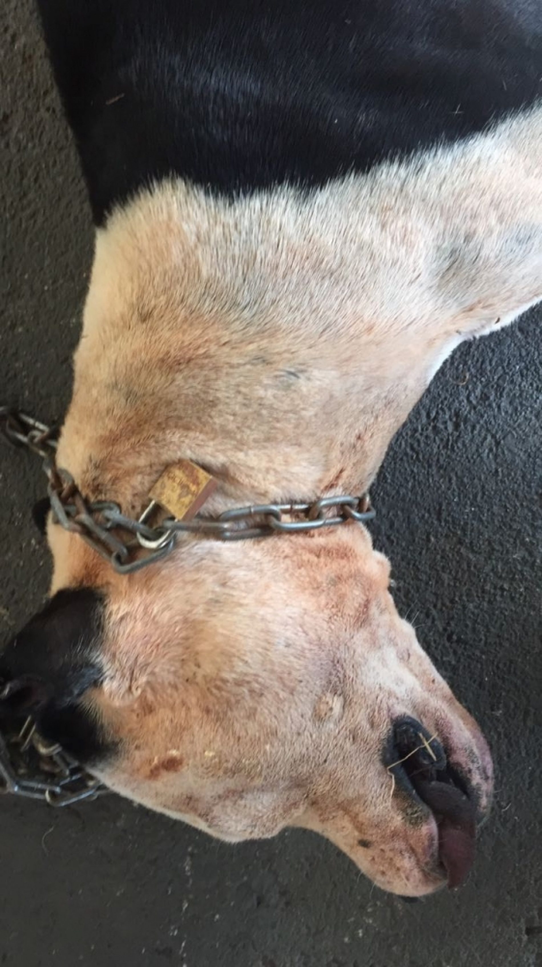 REGIÃO: Homem é multado em R$ 9 mil por morte de cachorro