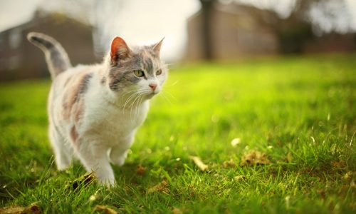 ANIMAL: Quais os riscos e como evitar pneumonia em gatos