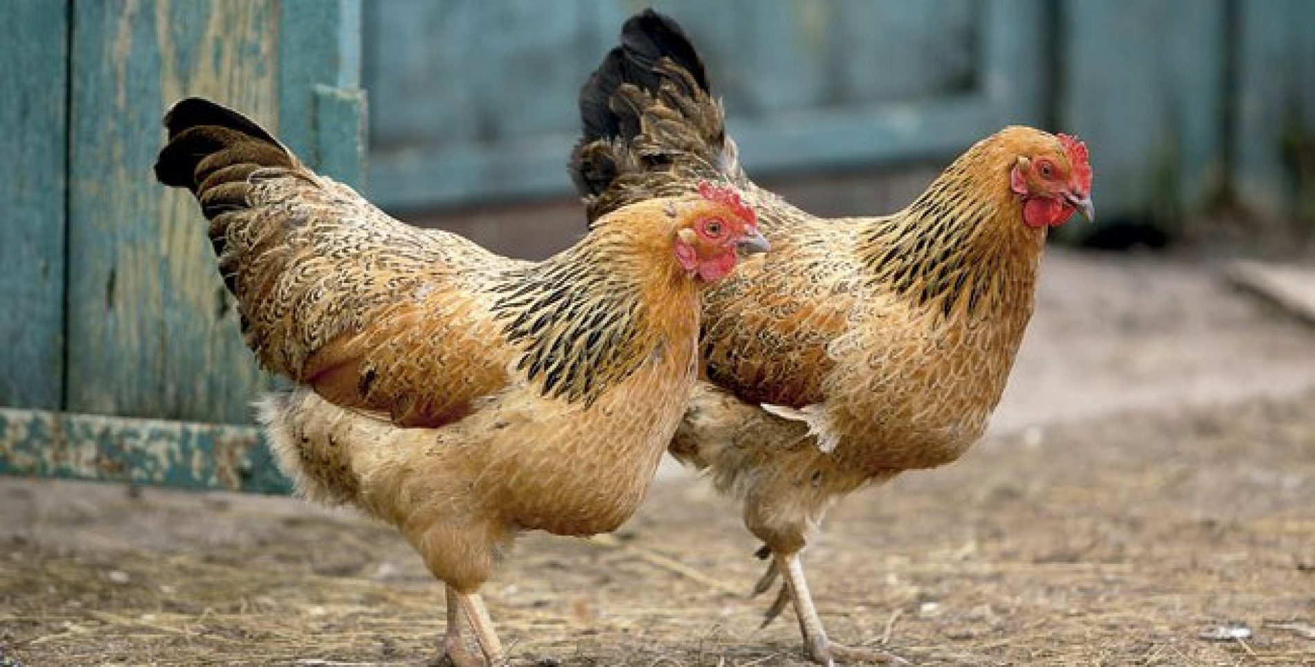 BARRETOS: Jovem alega que furtaram suas galinhas e mataram sua cadela envenenada