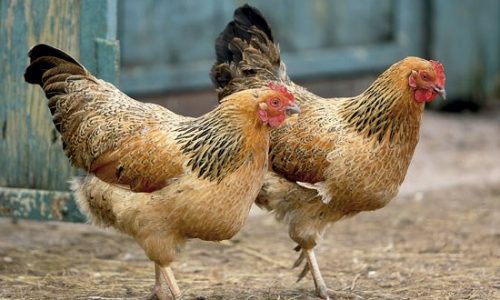 JABORANDI: Embriagado, homem é preso furtando galinhas em sítio