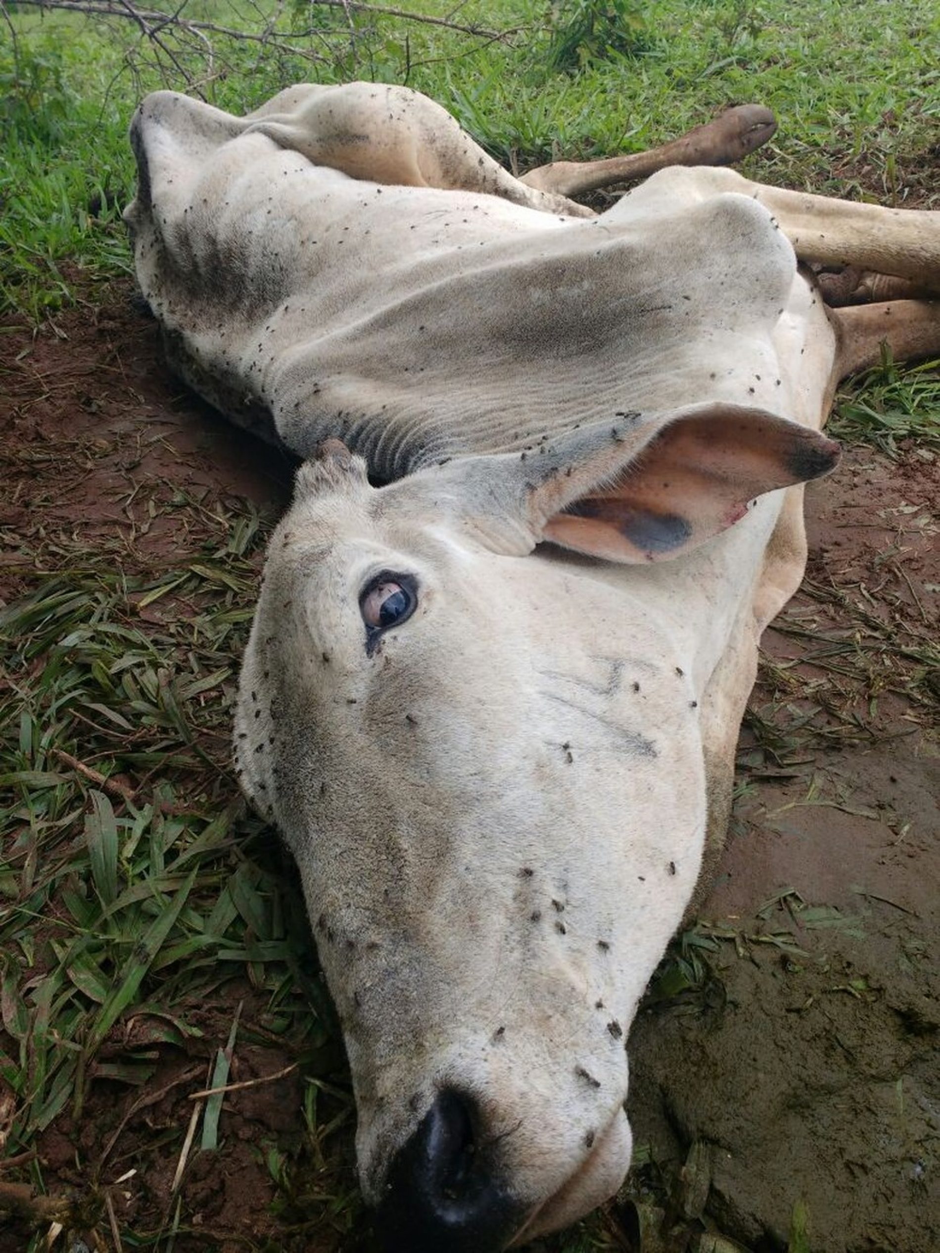 REGIÃO: Polícia Ambiental multa dono de sítio em R$ 140 mil por deixar gado agonizando em pasto