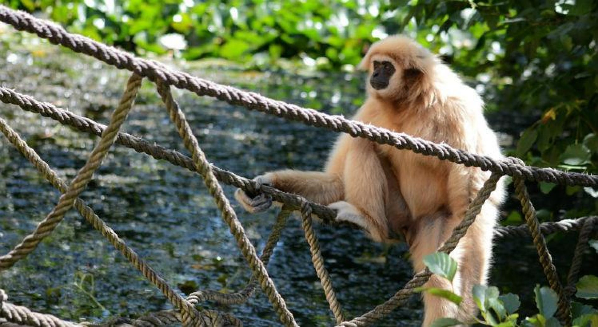 SÃO PAULO: Parques e zoológicos fecham após morte de macaco com febre amarela