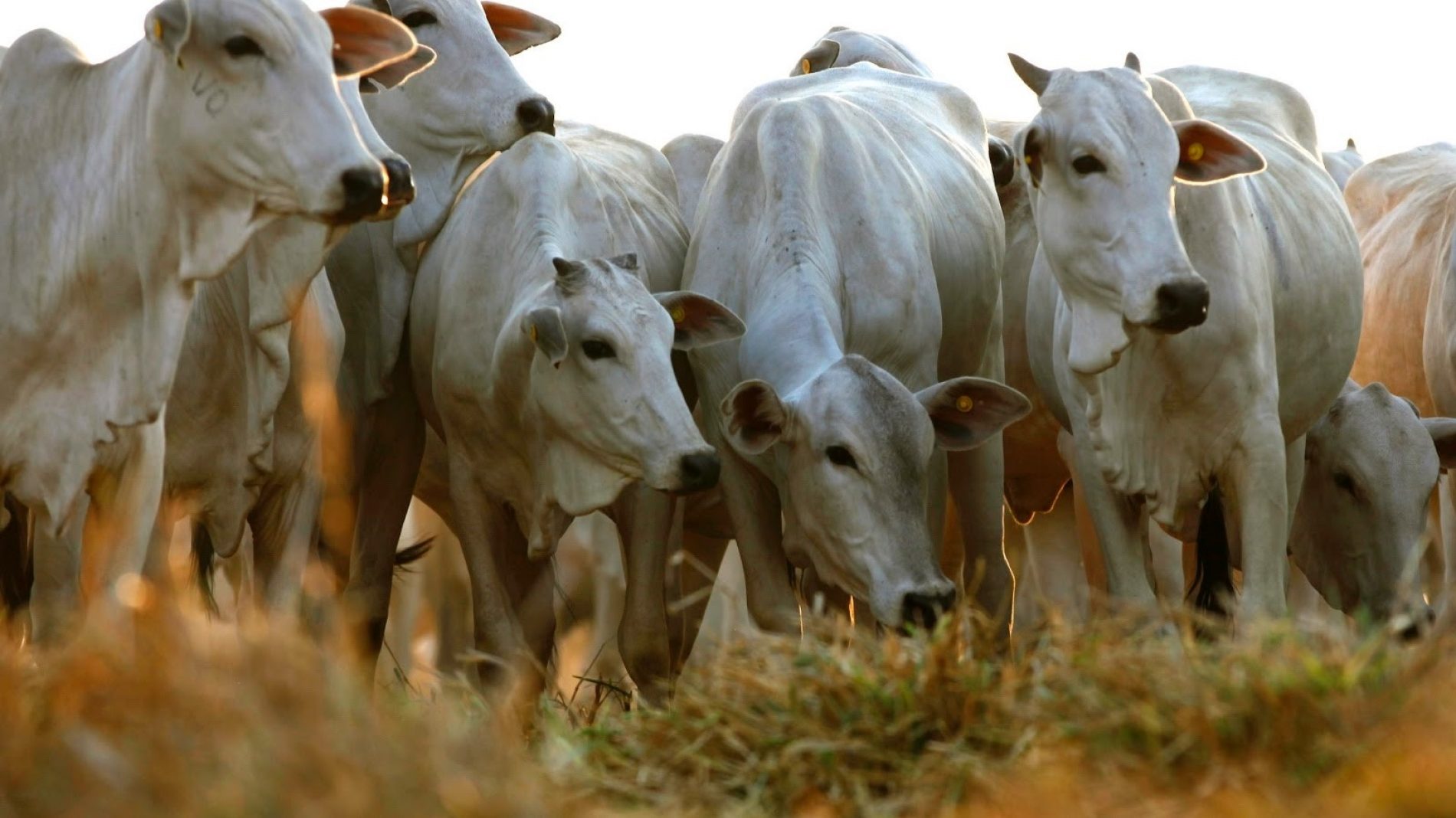 BARRETOS: Ladrões furtam e abatem gado em propriedade rural