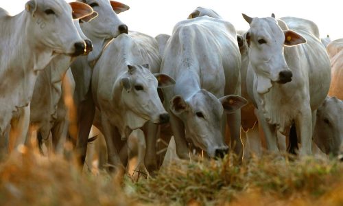 BARRETOS: Furto de gado em fazenda perto do Ibitu