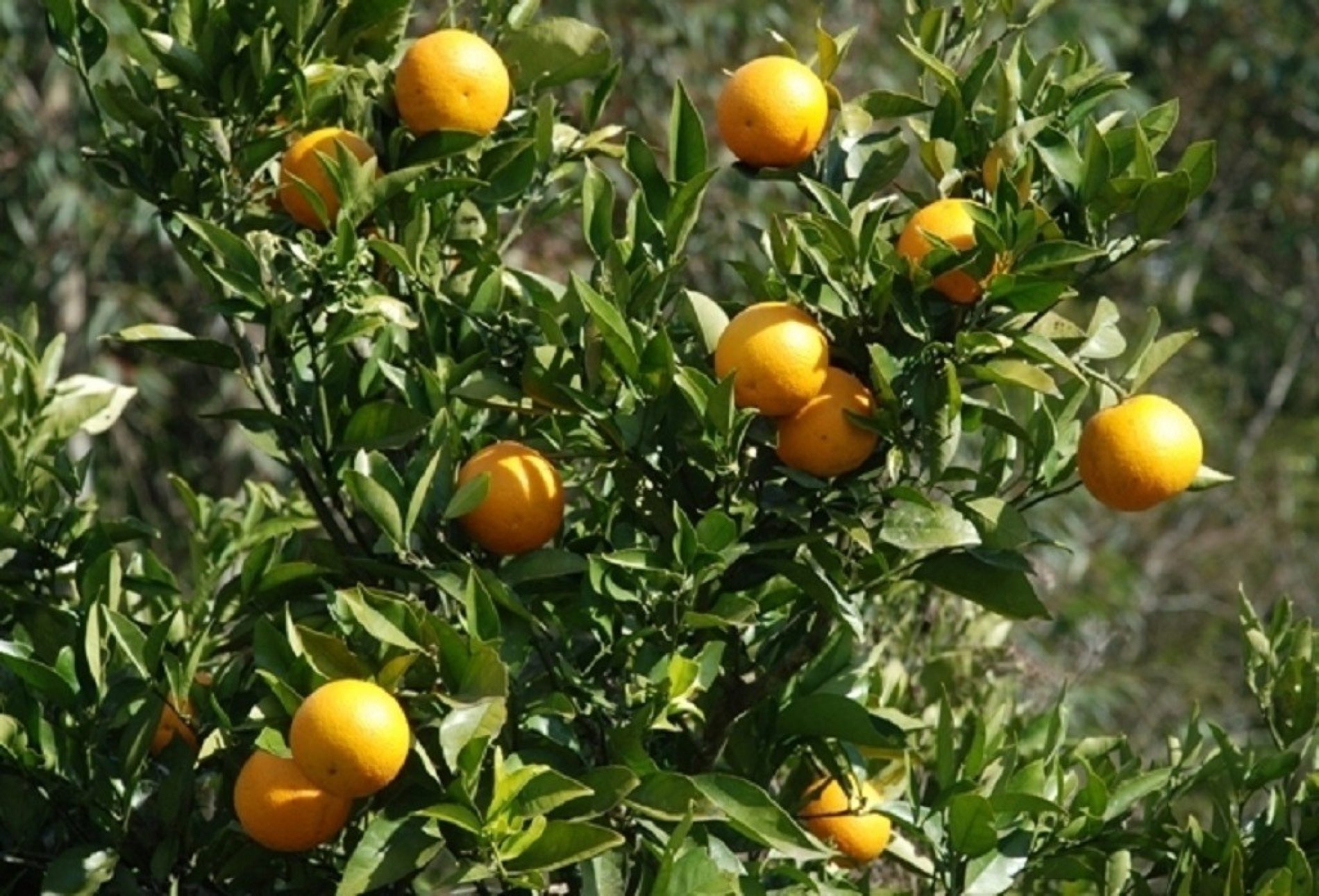 CAJOBI: Homens são presos furtando laranjas em fazenda