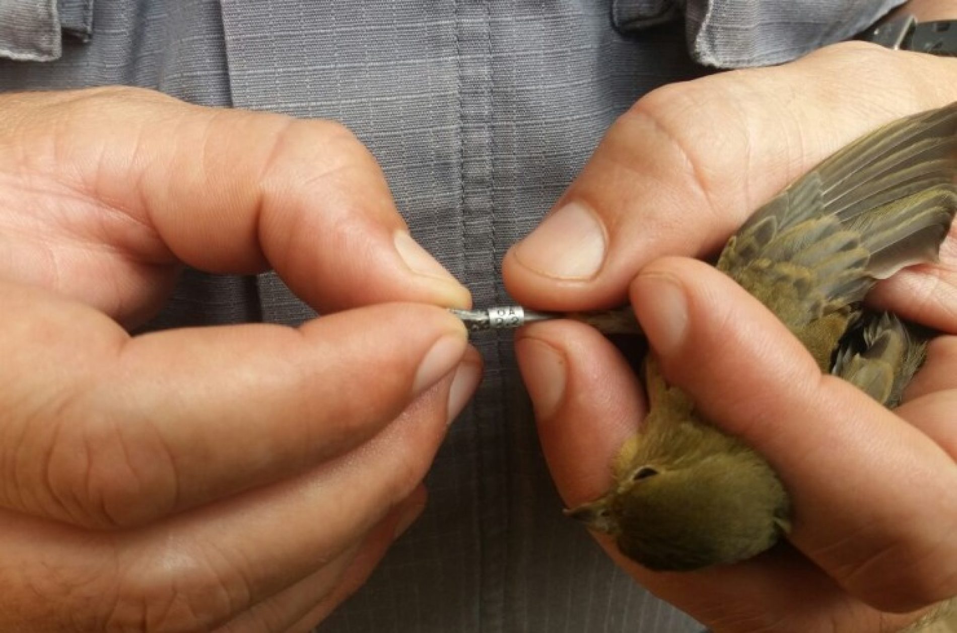 REGIÃO: Criador de aves é multado em R$ 7 mil