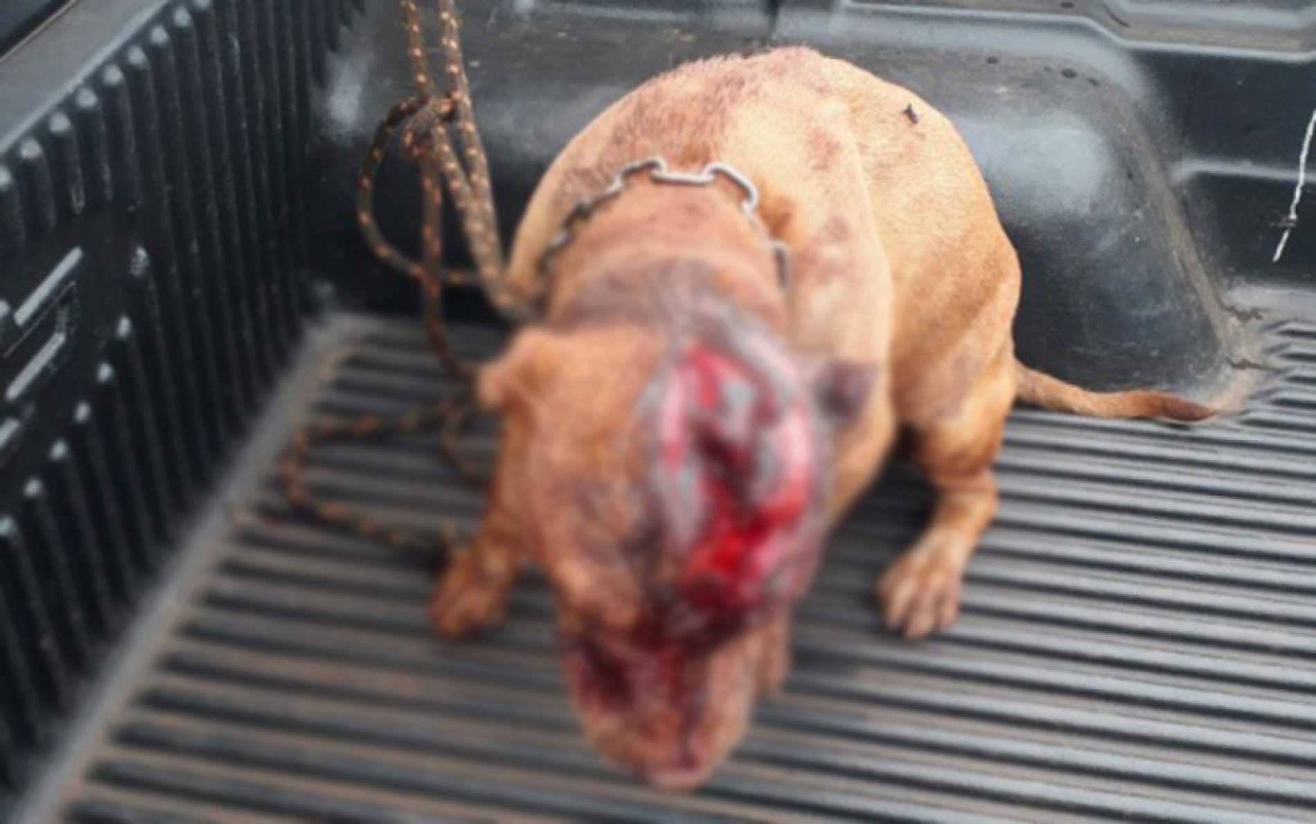 REGIÃO: Pit bull é agredido com golpes de podão na cabeça