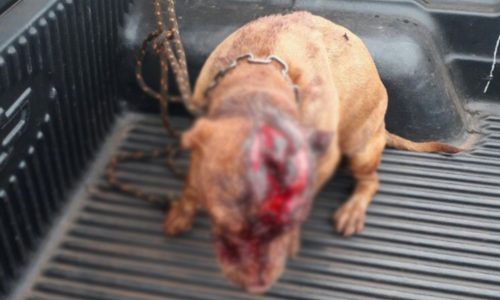 REGIÃO: Pit bull é agredido com golpes de podão na cabeça