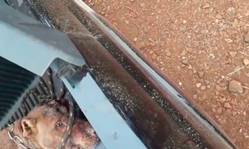 REGIÃO: Pit bull é agredido com golpes de podão na cabeça em Batatais, SP