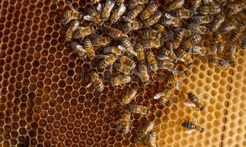 REGIÃO: Ataque de abelhas fere 15 estudantes em escola estadual