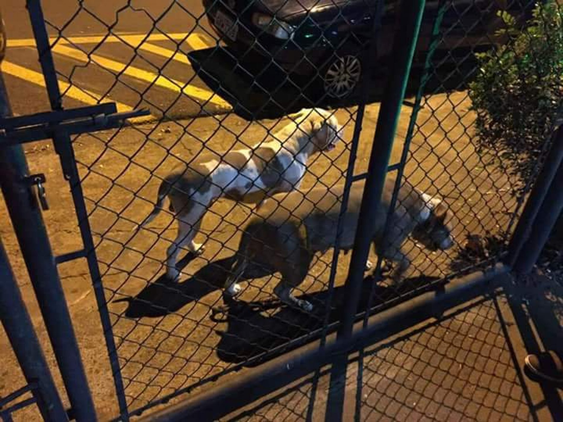 BARRETOS: Soltos na rua, cães da raça Pitbull atacam clientes em restaurante e um deles fere Policial Militar