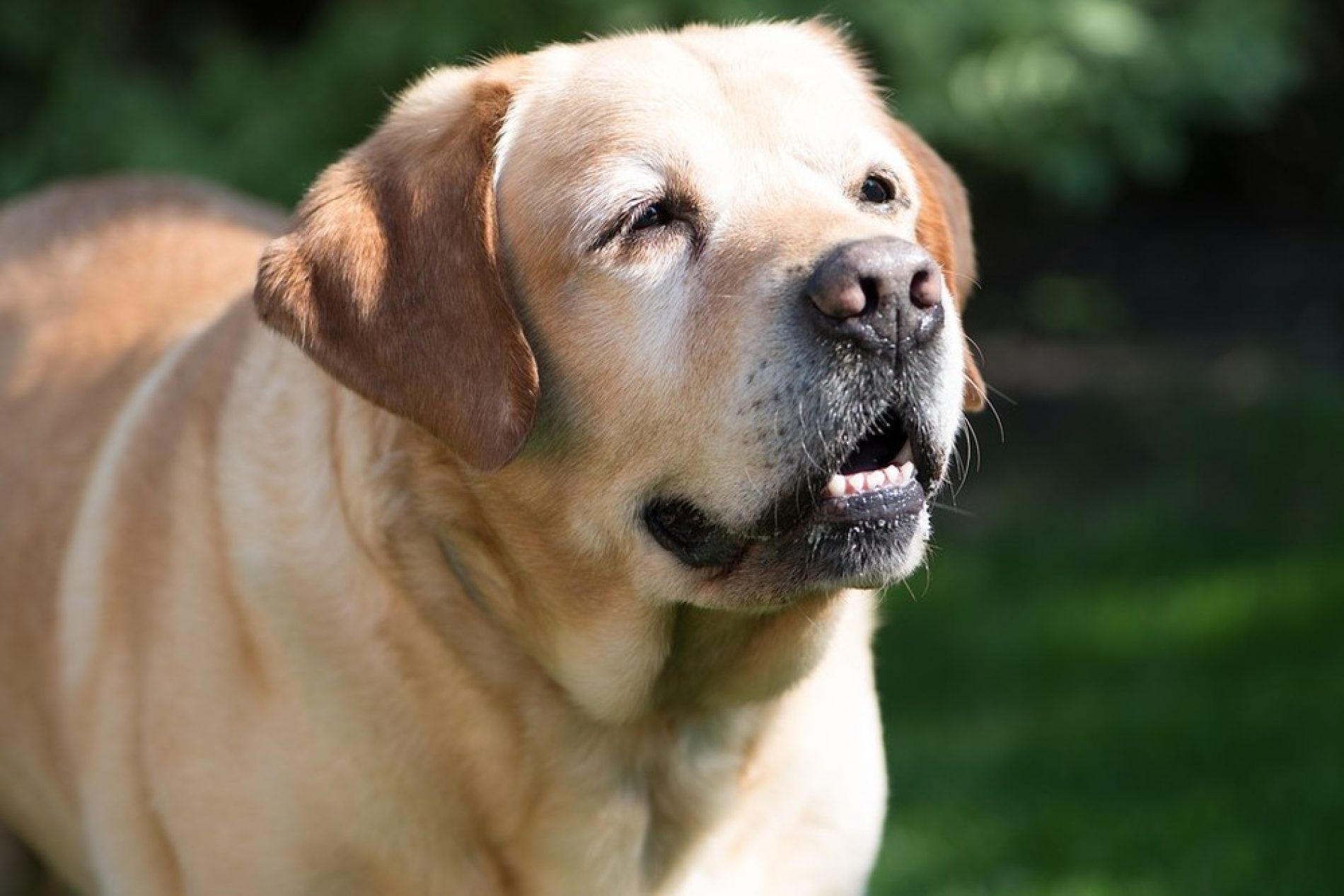 SAÚDE ANIMAL: Veterinário destaca cuidados especiais com a saúde de animais idosos