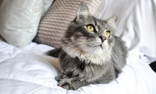 SAÚDE: Esporotricose pode ser transmitida dos gatos para os humanos por arranhões ou mordidas