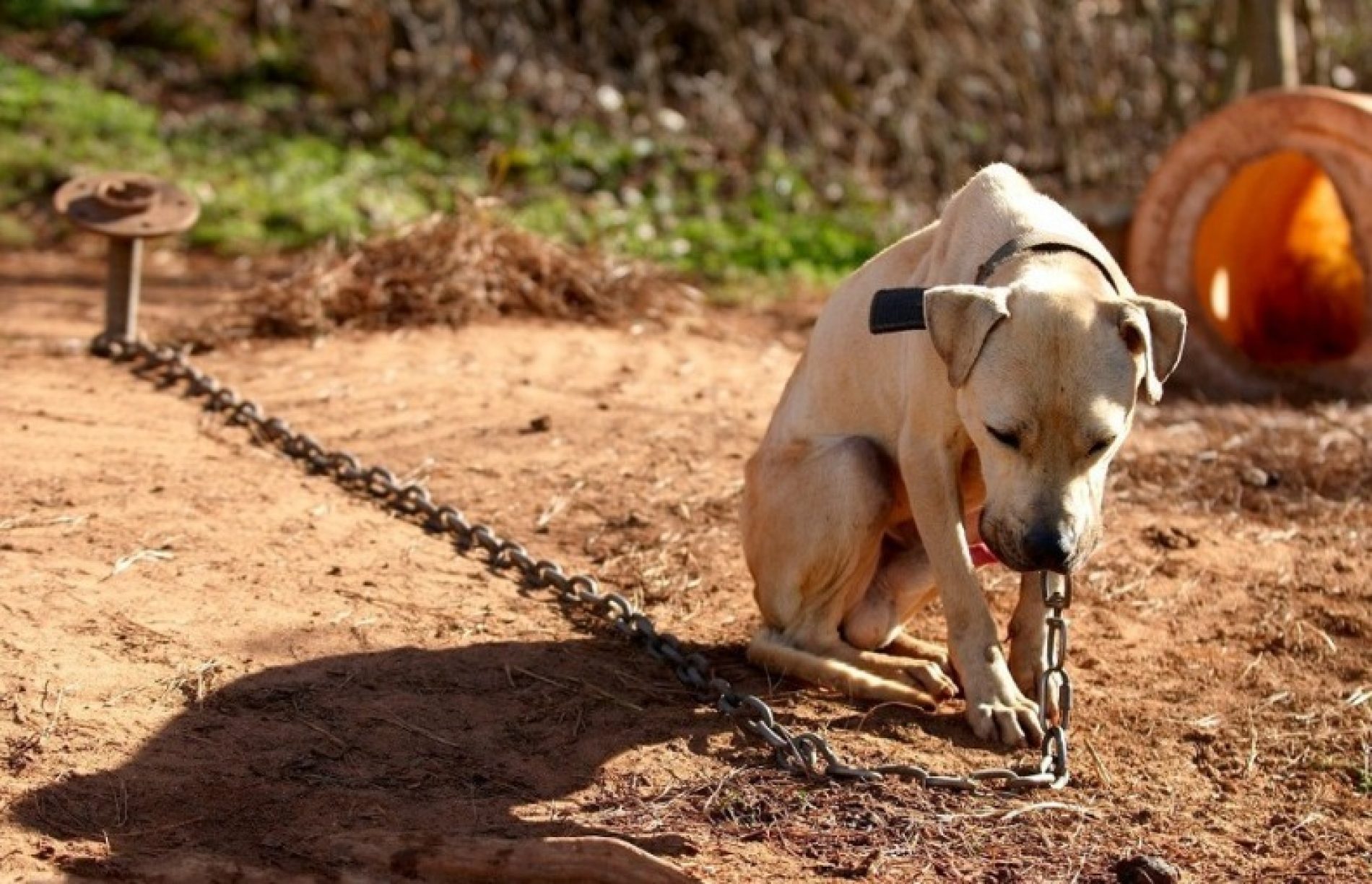 MUNDO ANIMAL: Mudança na lei pune com multa quem acorrentar animal em local inadequado