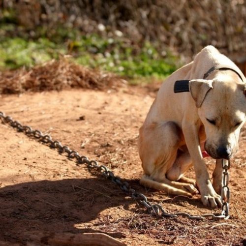 MUNDO ANIMAL: Mudança na lei pune com multa quem acorrentar animal em local inadequado
