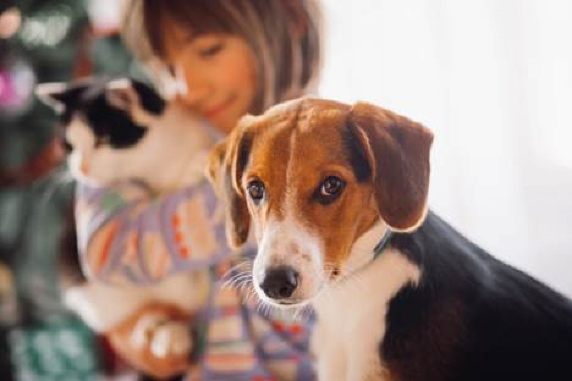 PULGAS E CARRAPATOS: as ameaças que eles trazem à saúde de cães e gatos e como evitar