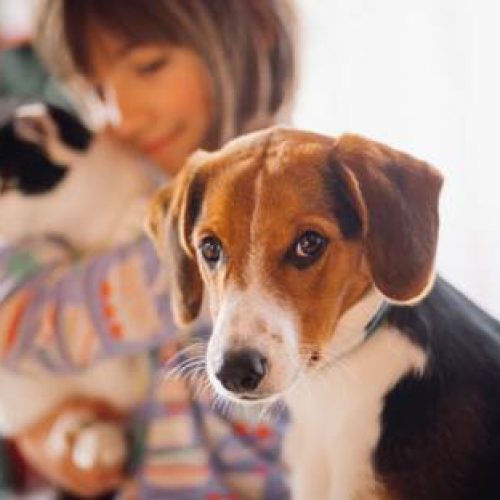 PULGAS E CARRAPATOS: as ameaças que eles trazem à saúde de cães e gatos e como evitar