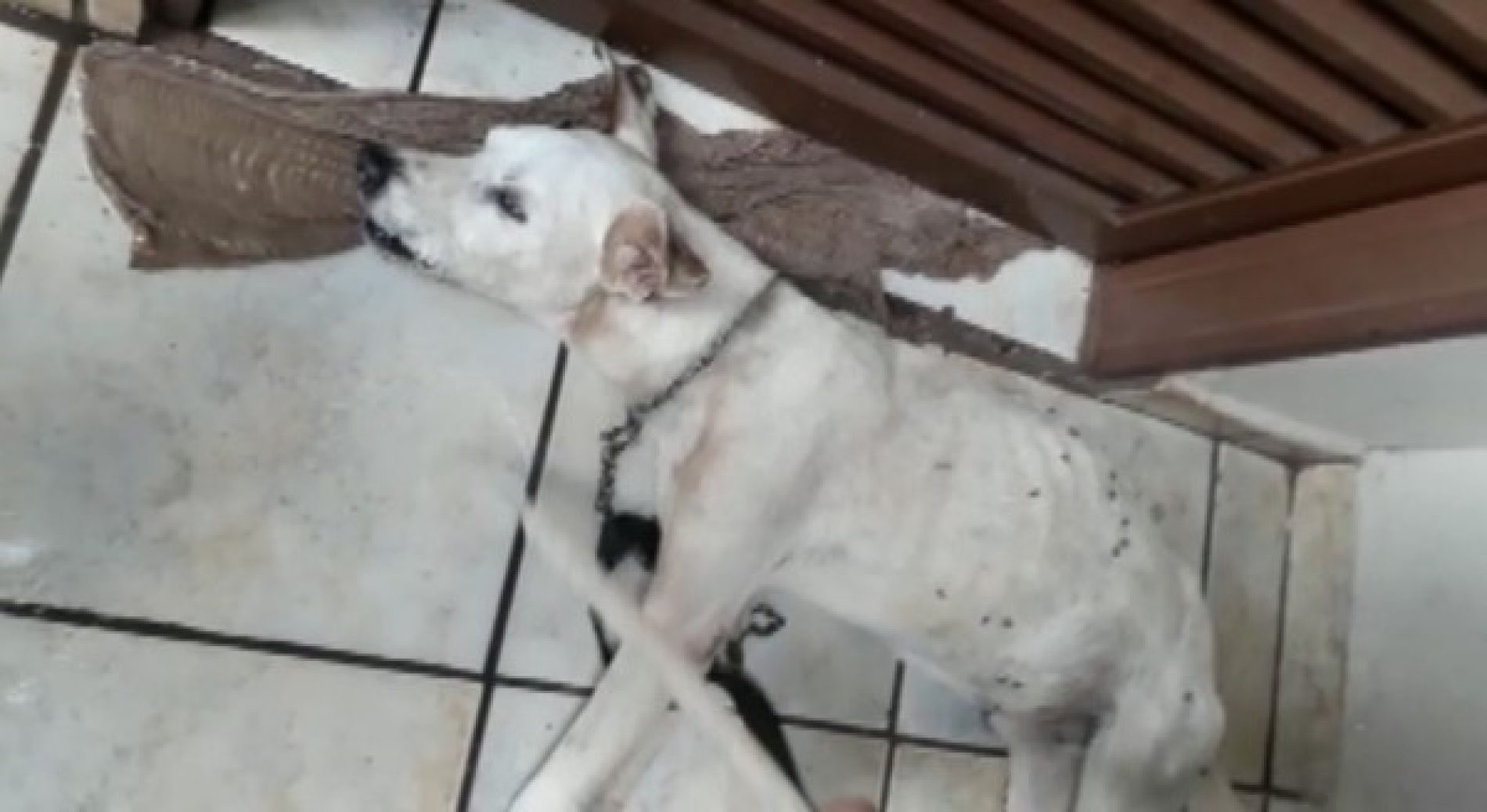 REGIÃO: Proprietário e amigo são indiciados por morte de cachorro