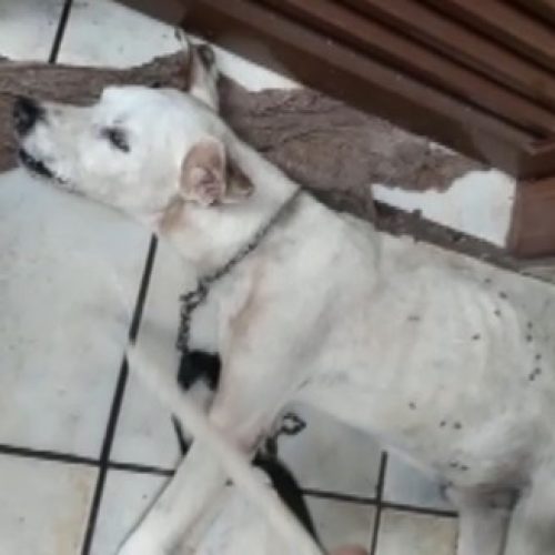 REGIÃO: Proprietário e amigo são indiciados por morte de cachorro