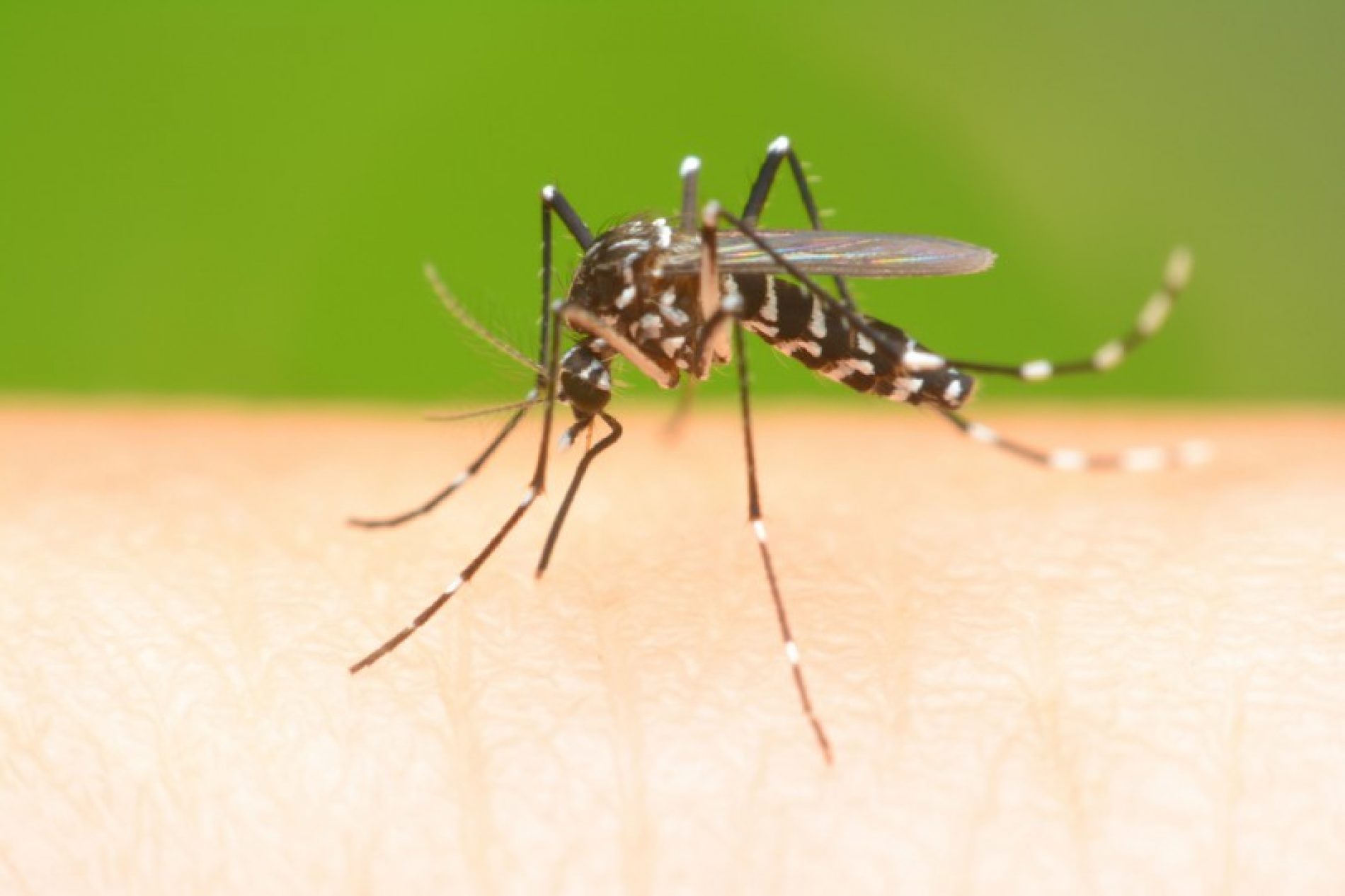 BARRETOS: Secretaria de Saúde divulga números do combate a Dengue