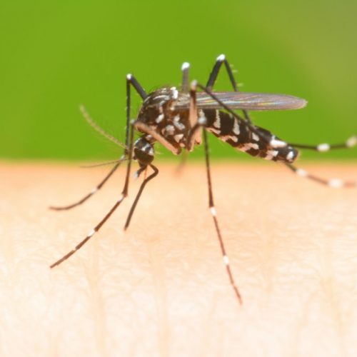 BARRETOS: Secretaria de Saúde divulga números do combate a Dengue