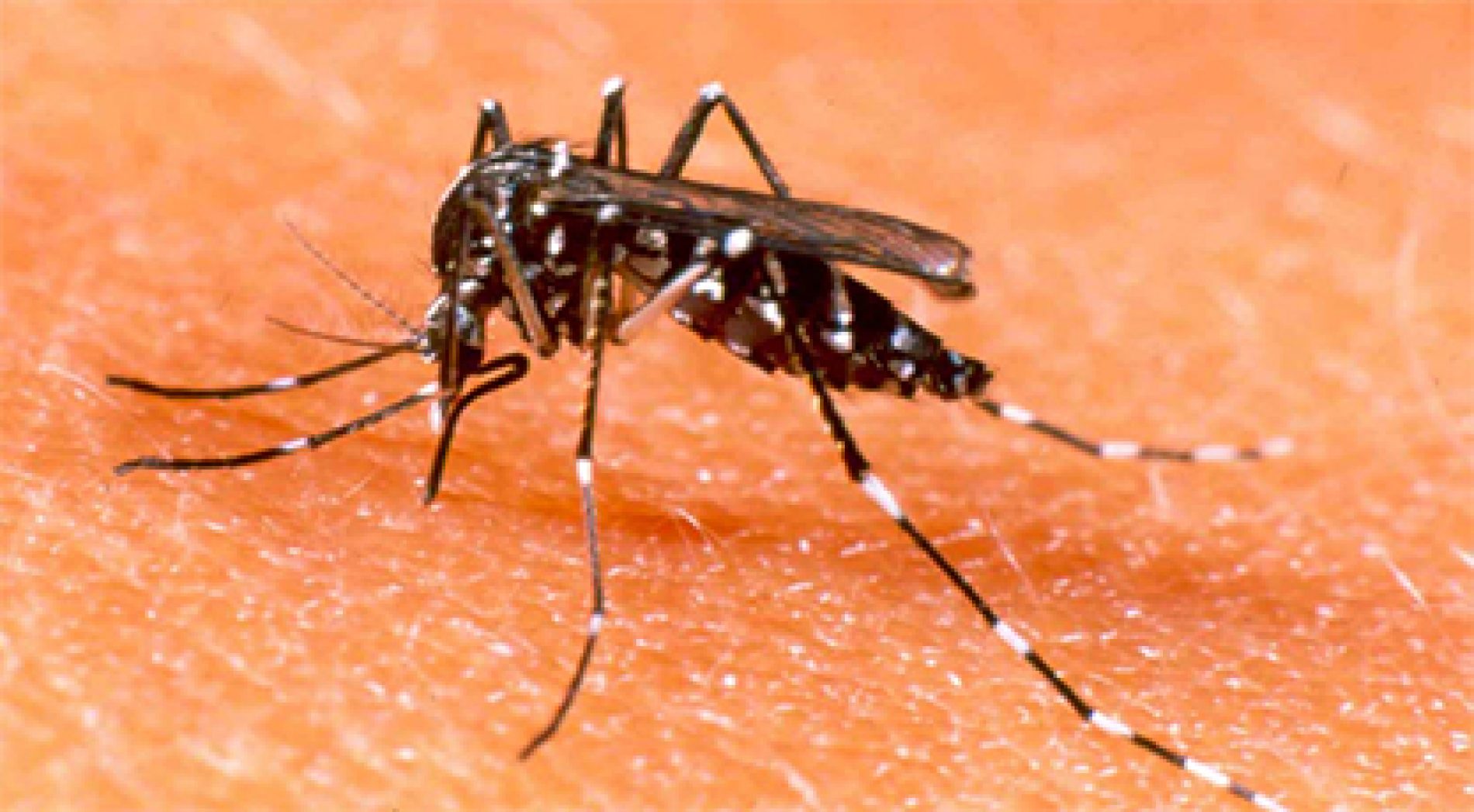 Brasil registra quase 600 mil casos confirmados de dengue em 2019