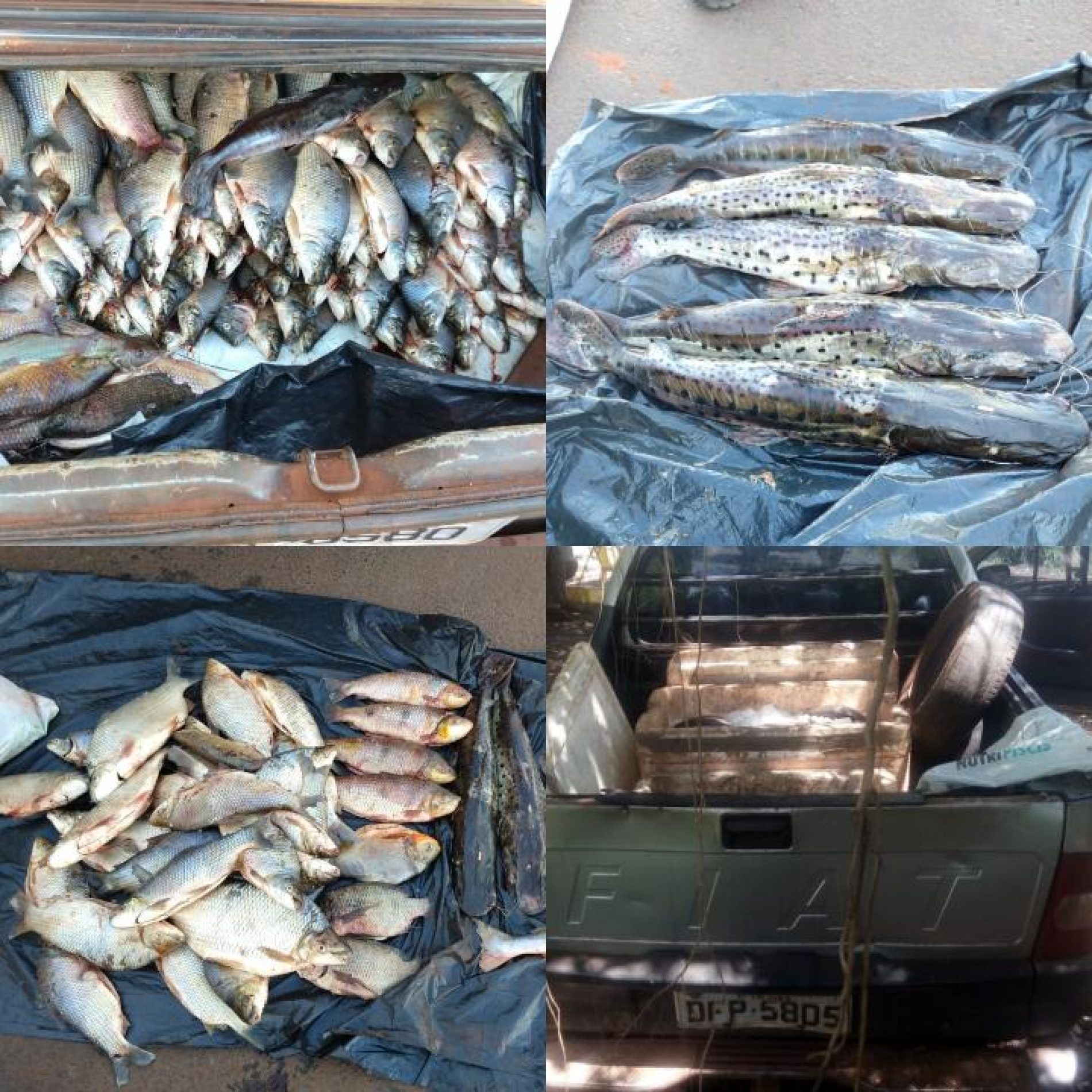BARRETOS: Policia ambiental apreende dois carros, celulares e centenas de quilos de peixes no Reservatório Marimbondo