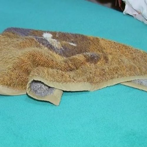 REGIÃO: Escorpião que picou menino de 2 anos se ‘camuflou’ em manta amarela