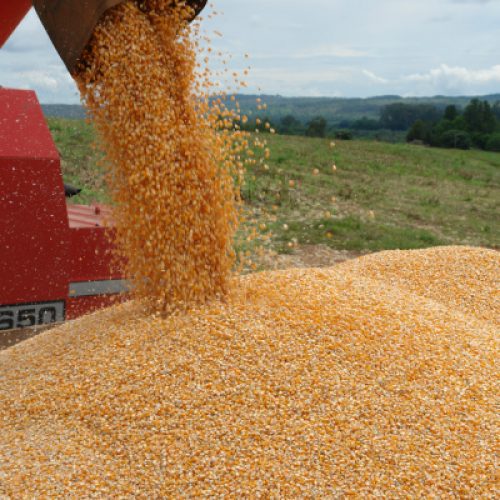 BARRETOS:  Ladrões furtam parte da carga de milho no Jardim Feitoza