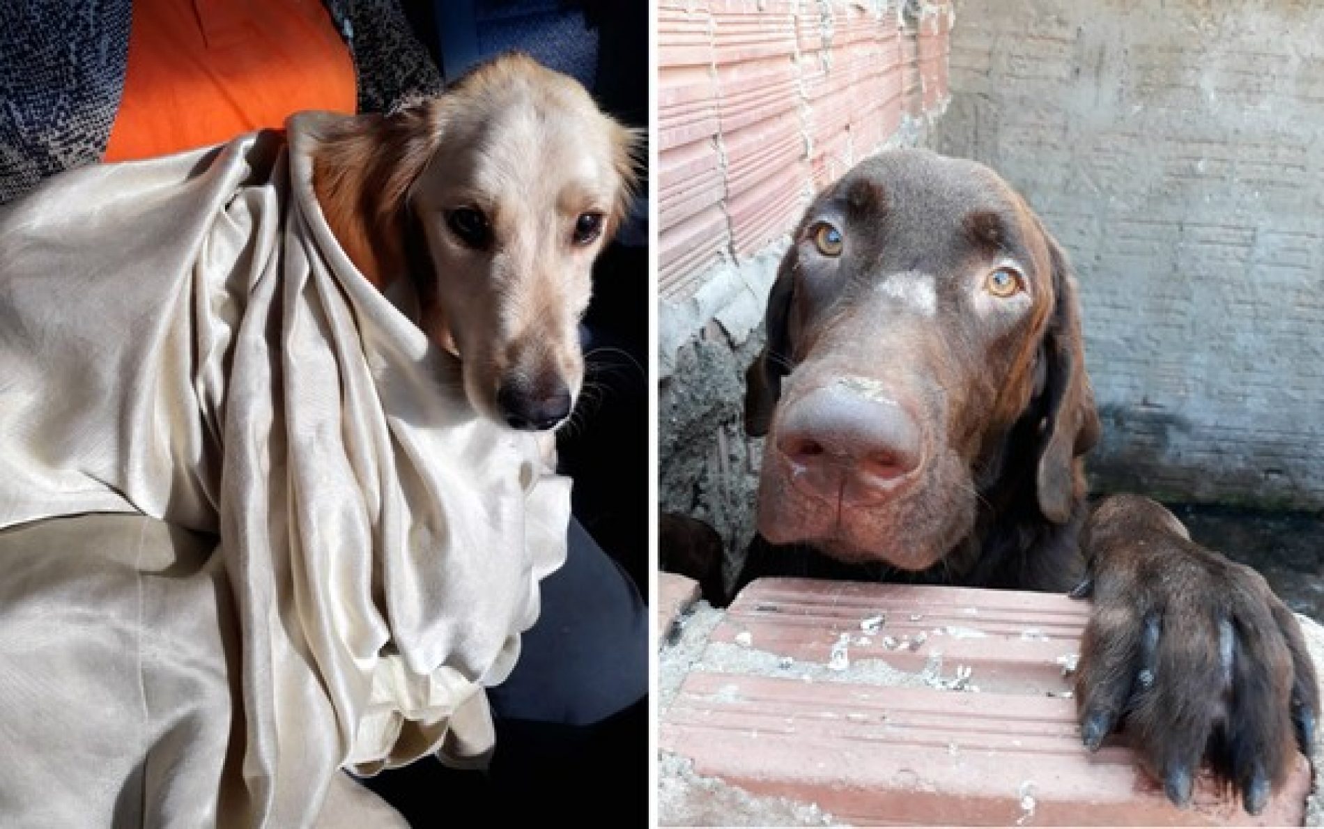 BEBEDOURO: Cães se recuperam após serem resgatados com mutilações e desnutridos