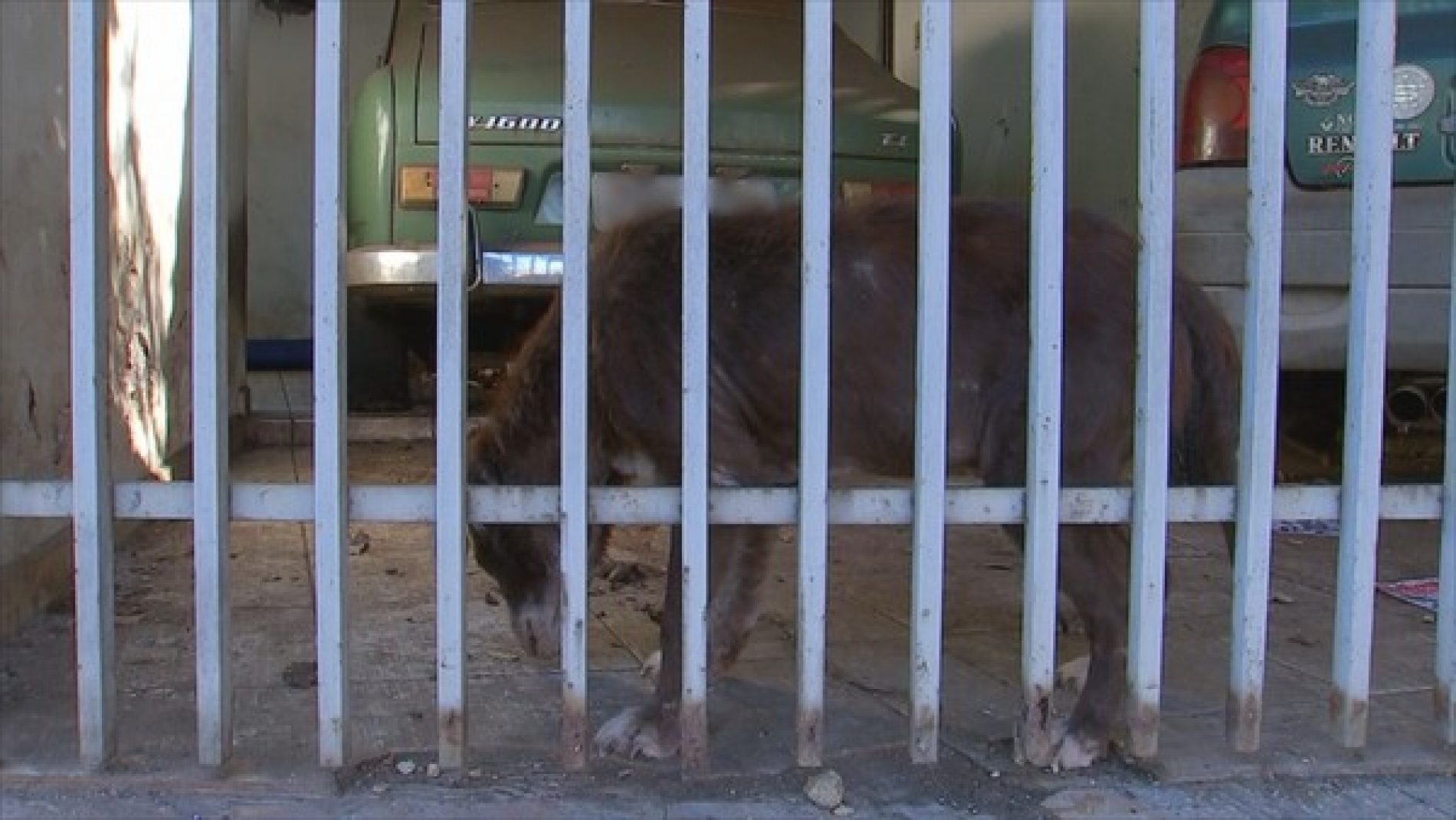 REGIÃO: Polícia Civil encontra animais com sinais de maus-tratos dentro de casa