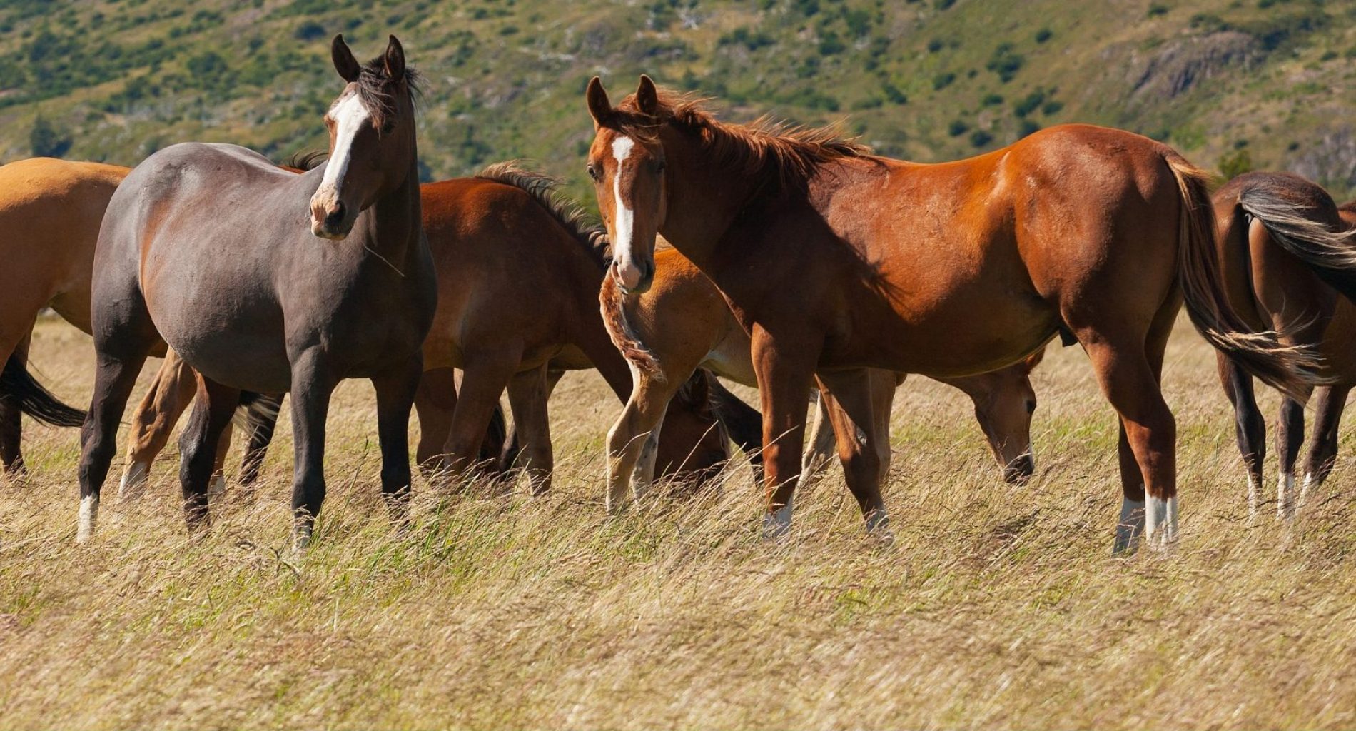 BARRETOS: Furto de cavalo no bairro Nova Barretos