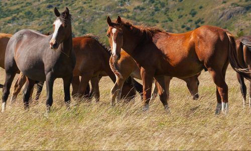 BARRETOS: Furto de animais em chácara na Estrada da Fazenda Buracão