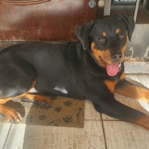 REGIÃO: Família faz apelo para ladrões devolverem rottweiler levada em carro roubado
