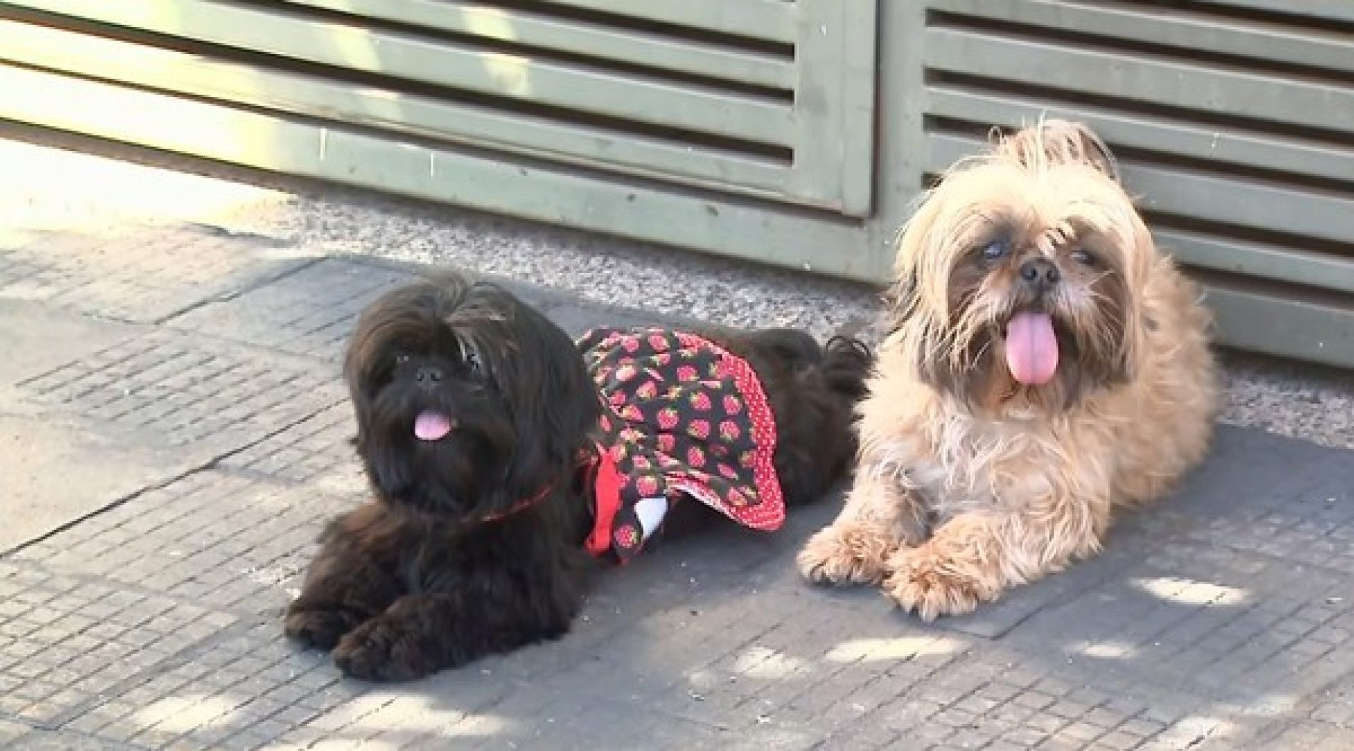 REGIÃO: Quatro dias após serem furtadas, cadelas shih-tzu são devolvidas à família