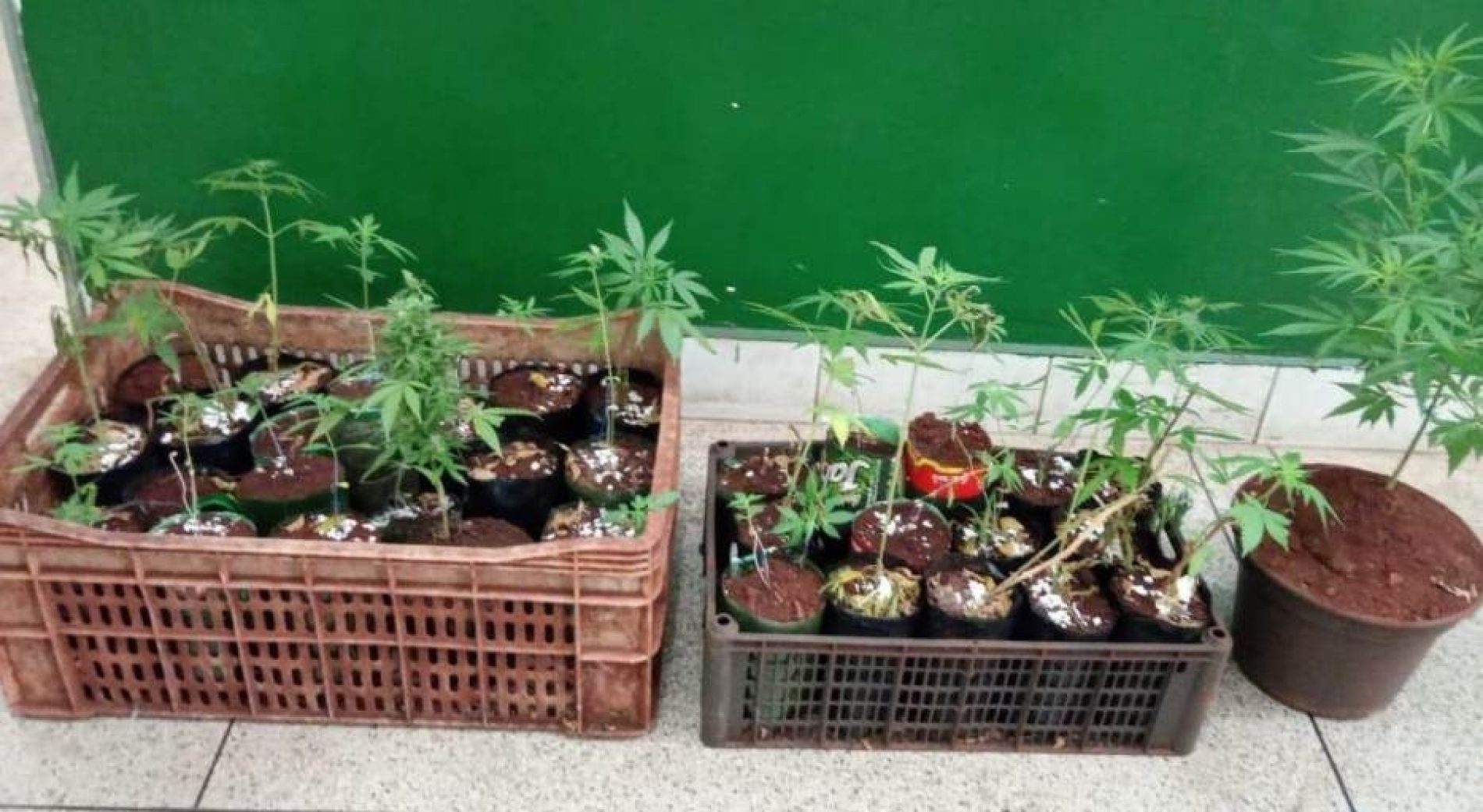 REGIÃO: Homem é preso com 37 pés de maconha em terreno