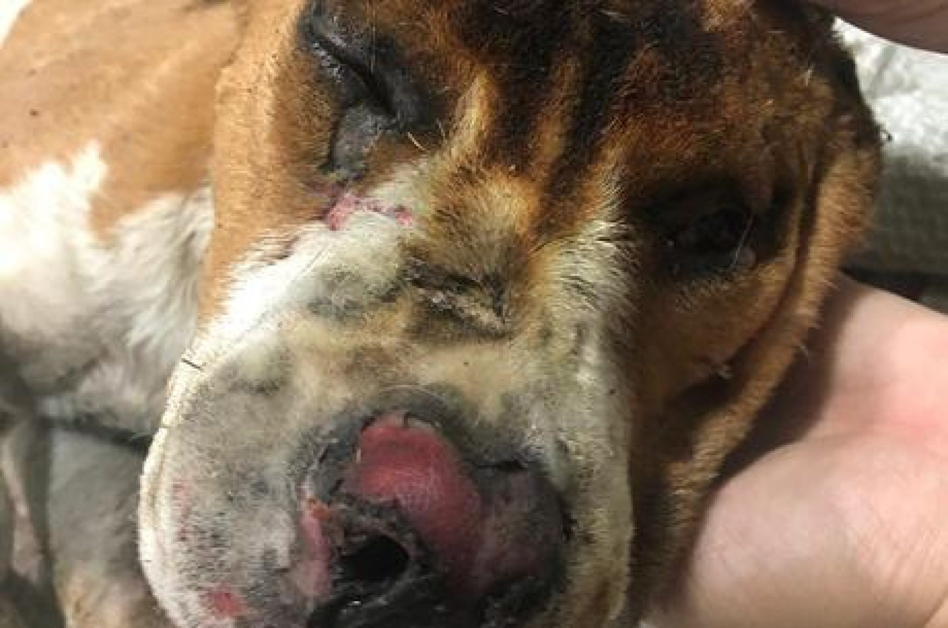 REGIÃO: Responsável por cachorro queimado vivo é multado em R$ 14,5 mil